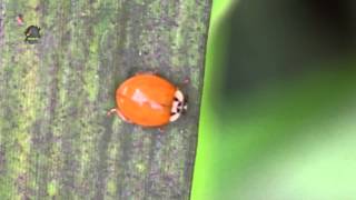 COCCINELLE sans Point  Harmonia axyridis  Asiatique  BRUITX [upl. by Euell]