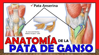 🥇 PATA DE GANSO Anatomía Pata Anserina ¡Explicación Fácil y Sencilla [upl. by Ethelbert]