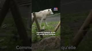 Une femme attaquée par les loups au zoo de Thoiry [upl. by Engelbert]