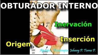 OBTURADOR INTERNO Origen Insercion Inervacion [upl. by Celinda]