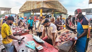 WoW AMAZING ITERESTING HUGE FISHES CUTTING ON STREET BY EXPERT MASTER Fish CUTTING SHOW DECEMBER [upl. by Gosney]