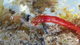 Midge Larva feeding on another Midge larva Chironomidae  Bloodworms [upl. by Harpole]