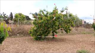 Espantapájaros para arboles frutales [upl. by Hildagarde]