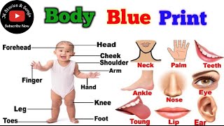 Learn Body Parts in English  Learn Human body  Parts for the body in English  Preschool Learning [upl. by Aksel762]