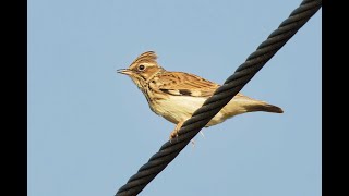 Woodlark Cavenham Heath Suffolk 19924 [upl. by Landes726]