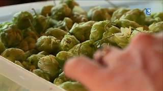 La pénurie de houblon une menace pour les brasseries artisanales [upl. by Joycelin775]