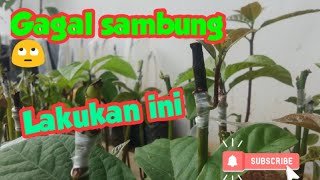 Sambung Ulang Alpukat Pada Seedling Yang Gagal Sambung [upl. by Violeta]