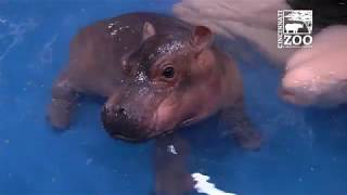 Baby Hippo Fiona  Episode 3 Bigger amp Better  Cincinnati Zoo [upl. by Aihsak488]