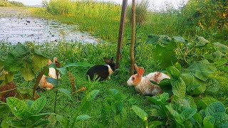 Cute rabbit feeding grass [upl. by Nedrah890]