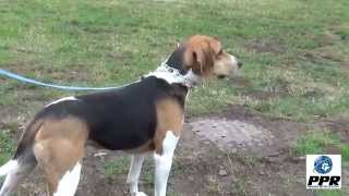 Dan  The Treeing Walker Coonhound [upl. by Alil]