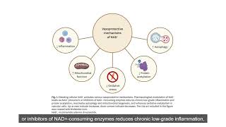 NAD and Vascular Dysfunction From Mechanisms to Therapeutic Opportunities [upl. by Aihsaei146]