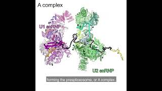 RNA Splicing by the Spliceosome Supplemental Video 2  Assembly of the A complex [upl. by Corbet941]