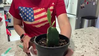 Dragon Fruit GRAFTING Dragon Fruit Seedlings NO TAPE Only 1 minute Simple easy amp fast [upl. by Siugram]