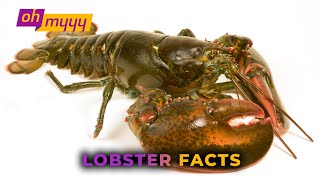 Lobster Facts  George Takei’s Oh Myyy [upl. by Meaghan]