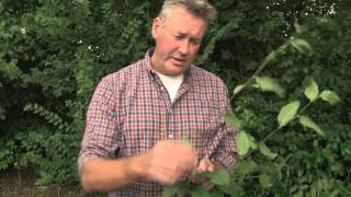 Identifying Hornbeam [upl. by Marilyn]