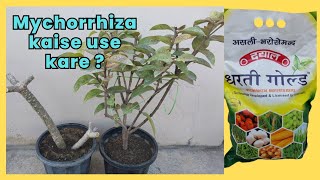 Pot me Mychorrhiza kaise use kare  How to use mycorrhiza after repotting [upl. by Merce]