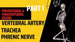 Prevertebral amp Paravertebral region Part 1  Phrenic nerve  vertebral anatomy mbbs lecture [upl. by Selry]