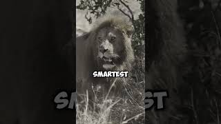 Lion Mentality motivation mindset selfimprovement [upl. by Siver]