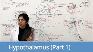 Hypothalamus Part 1 Dorsomedial Ventromedial Paraventricular Supraoptic and Arcuate nucleus [upl. by Randy711]