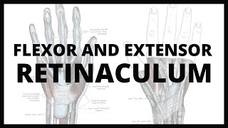 Forearm Muscles Part 1  Anterior Flexor Compartment  Anatomy Tutorial [upl. by Acihsay959]