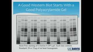 Can We Trust Western Blots [upl. by Charron]