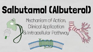 SalbutamolVentolin Mechanism of Action [upl. by Nap]