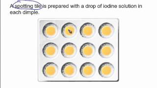 The starch amp amylase experiment [upl. by Ethe]