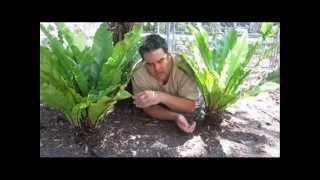 Birdnest Ferns ARE Tree Ferns [upl. by Ai]