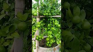 🌿How grow Lemon tree great idea to propagate Lemon tree by air layering using a Carrot🥕 lemontree [upl. by Colver]