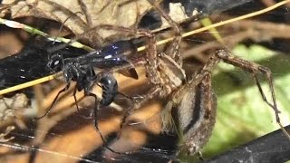 Funnel Weaver Spider meets a Spider Wasp [upl. by Sharl900]