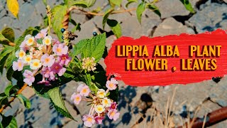 Lippia Alba  Flower Leaves Plant Stock Footage  Toronjil  Juanilama  Materia Medica  Terpenes [upl. by Oicnevuj444]