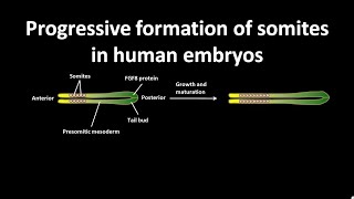 Progressive formation of somites in human embryos [upl. by Corso]