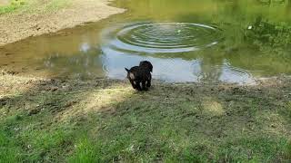 Cavern Kennels  Boykin Spaniel  9 week old puppy training [upl. by Ashlan]