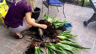 Propagating Snake plant [upl. by Chet944]