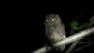 Western ScreechOwl juvenile [upl. by Etnahsal]