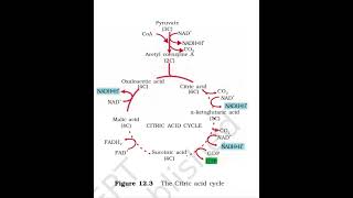 Krebs Cycle  Respiration in Plants [upl. by Norbie]