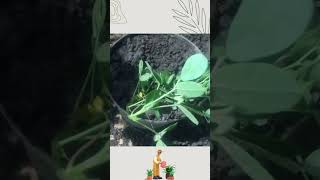 Como reproducir la planta Maní Forrajero Cacahuatillo Arachis pintoi [upl. by Gnouhk]