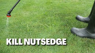 How To Kill Nutsedge in Cool Season Lawns [upl. by Lexine]