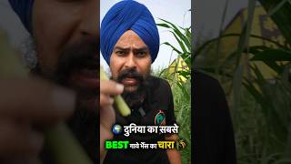 दुनिया का सबसे Best हरा चारा ✅ short farming [upl. by Ener159]