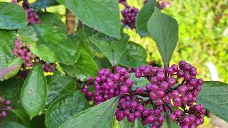 Callicarpa Bodinieri Profusion Explained [upl. by Aihsiek310]