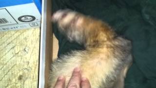 Ferret Insulinoma Seizure [upl. by Ynar]