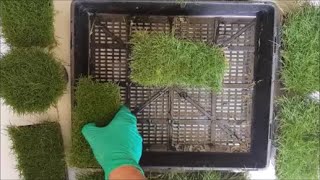 Zoysia Tenuifolia Punnets 350mm x 295mm [upl. by Ravi]