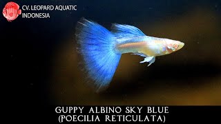 Poecilia reticulata THE EXCELLENT Guppy Albino Sky Blue [upl. by Anastassia]