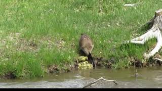 Canada Goose and goslings [upl. by Donalt]