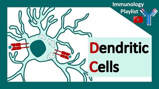 Dendritic cells  professional antigen presenter  Antigen presenting cell  Role of dendritic cells [upl. by Haelam193]