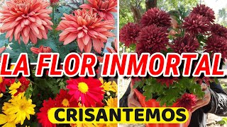 CRISANTEMOS  La FLOR IMPERIAL  Sus SECRETOS Y CUIDADOS  Reproducción [upl. by Edahc]