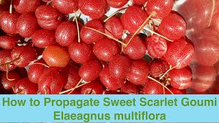 How to Propagate Sweet Scarlet Goumi Elaeagnus multiflora [upl. by Einahpad]