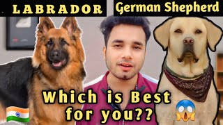 Labrador Retriever vs German Shepherd  Kaunsa Hai Aapke Liye Best PetPethobbieshindi [upl. by Scornik]