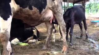 Cow feeding calves [upl. by Decima636]