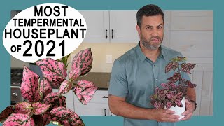 Houseplant Trends 2021 Most Tempermental The Polka Dot Plant Hypoestes Phyllostachya Care  Tips [upl. by Meyer200]